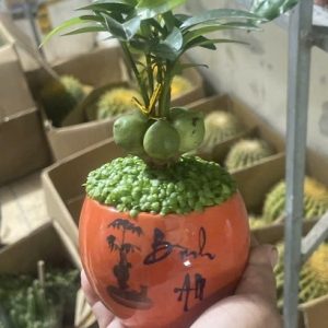 Cây may mắn tài lộc