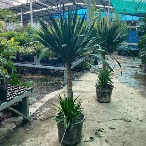 Cây phát tài núi trồng chậu nội thất