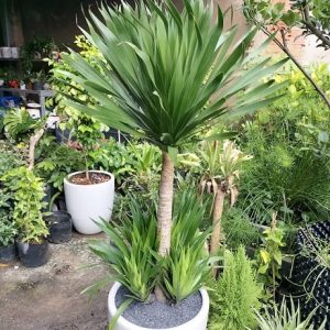 Cây phát tài núi trồng chậu nội thất