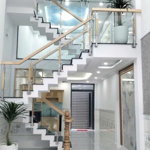 Cây phát tài núi trồng chậu nội thất