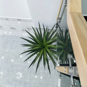 Cây phát tài núi trồng chậu nội thất