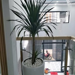 Cây phát tài núi trồng chậu nội thất