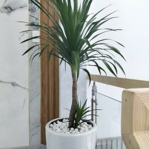 Cây phát tài núi trồng chậu nội thất