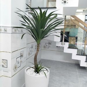 Cây phát tài núi trồng chậu nội thất