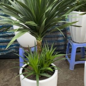 Cây phát tài núi trồng chậu nội thất