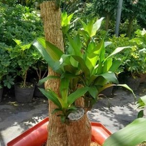 Cây phát tài thiết mộc lan bonsai