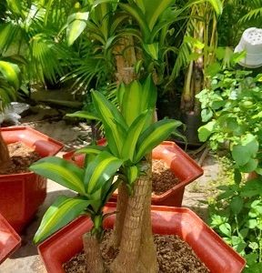 Cây phát tài thiết mộc lan bonsai