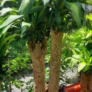 Cây phát tài thiết mộc lan bonsai