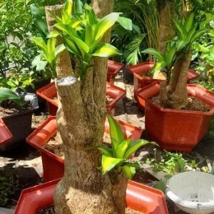 Cây phát tài thiết mộc lan bonsai