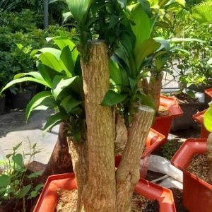 Cây phát tài thiết mộc lan bonsai