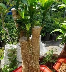 Cây phát tài thiết mộc lan bonsai