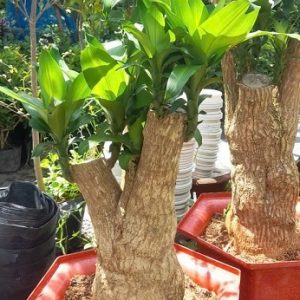 Cây phát tài thiết mộc lan bonsai