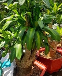 Cây phát tài thiết mộc lan bonsai