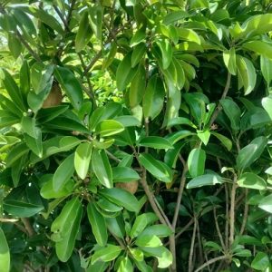 Cây sapoche cần thơ trồng chậu có trái