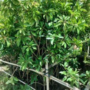 Cây sapoche cần thơ trồng chậu có trái