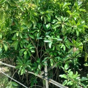 Cây sapoche cần thơ trồng chậu có trái