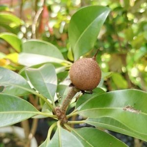 Cây sapoche cần thơ trồng chậu có trái