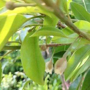 Cây sapoche cần thơ trồng chậu có trái