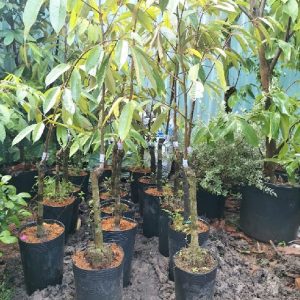 Cây sầu riêng giống Black Thorn