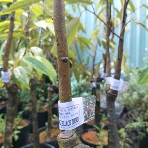 Cây sầu riêng giống Black Thorn
