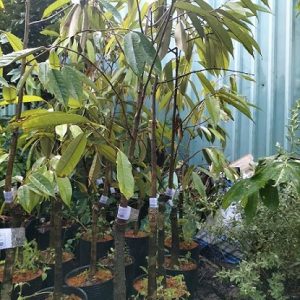 Cây sầu riêng giống Black Thorn