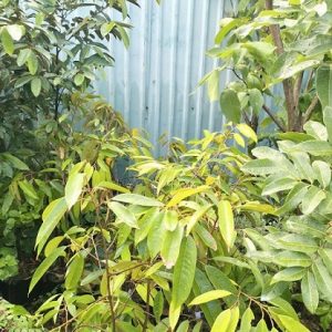 Cây sầu riêng giống Black Thorn