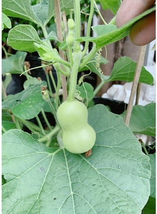 Công dụng của cây bầu hồ lô