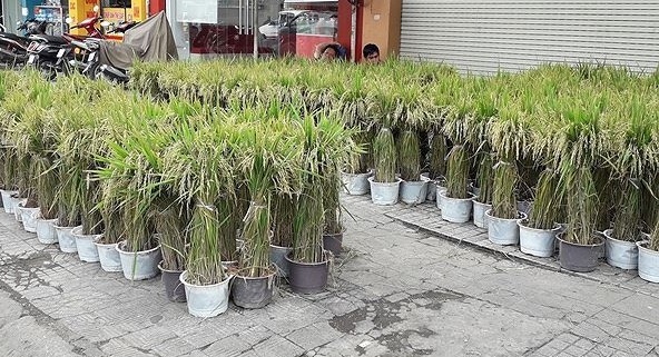 Cây lúa trồng làm cảnh chưng ngày tết