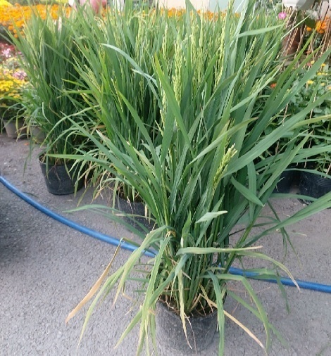 Cây lúa trồng làm cảnh chưng ngày tết