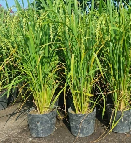 Cây lúa trồng làm cảnh chưng ngày tết