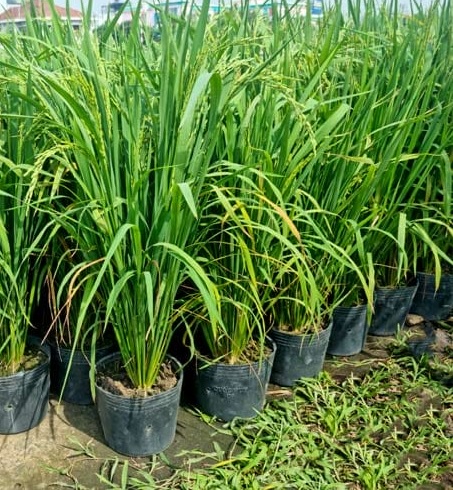 Cây lúa trồng làm cảnh chưng ngày tết