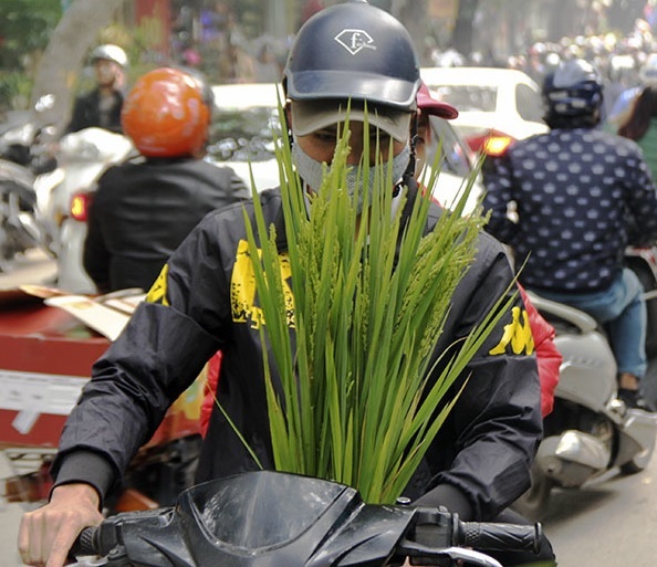 Cây lúa trồng làm cảnh chưng ngày tết