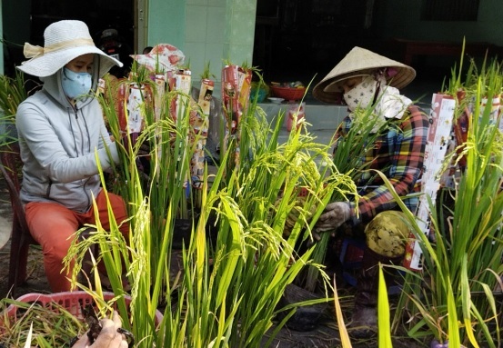 Cây lúa trồng làm cảnh chưng ngày tết