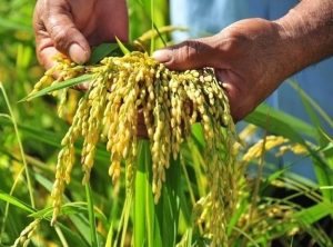 Cây lúa làm cảnh chưng ngày tết