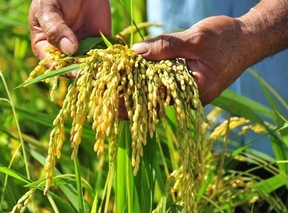 Cây lúa làm cảnh chưng ngày tết