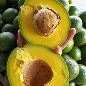 Cây bơ lùn siêu trái