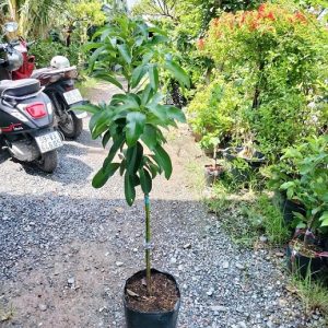 Cây bơ lùn siêu trái