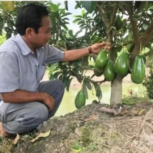 Cây bơ lùn siêu trái