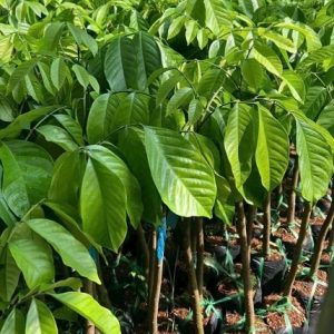 Cây Bòn Bon Thái Ghép