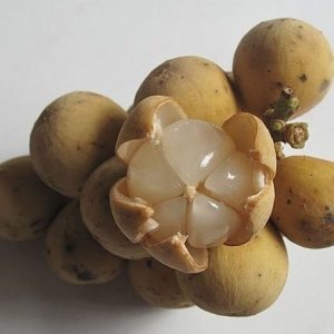 Cây Bòn Bon Thái Ghép