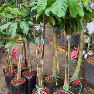 Cây Bòn Bon Thái Ghép