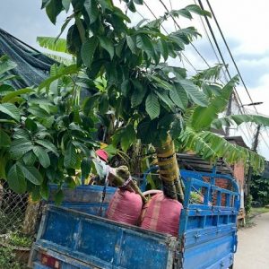 Cây Bòn Bon Thái Ghép