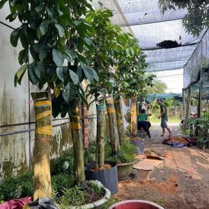 Cây Bòn Bon Thái Ghép