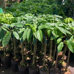 Cây Bòn Bon Thái Ghép