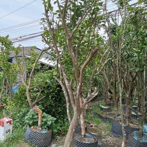 Cây Cam Trồng Chậu Gốc Lớn Trưởng Thành