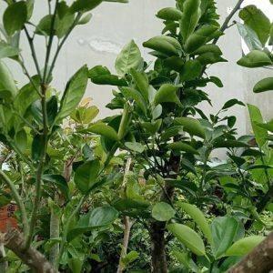 Cây Cam Trồng Chậu Gốc Lớn Trưởng Thành
