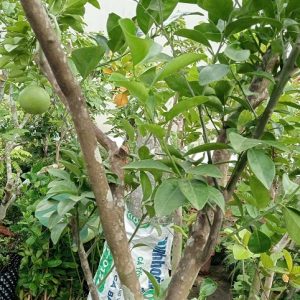Cây Cam Trồng Chậu Gốc Lớn Trưởng Thành