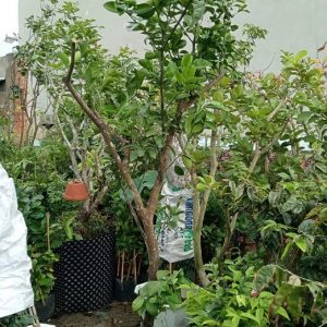Cây Cam Trồng Chậu Gốc Lớn Trưởng Thành