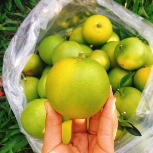 Cây Cam Trồng Chậu Gốc Lớn Trưởng Thành