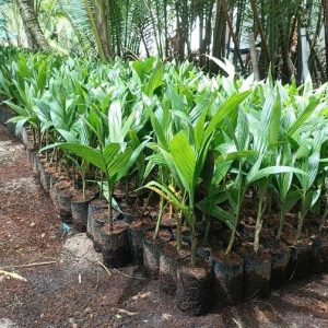 Cây Cau Ăn Trầu (cau ta)